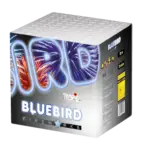TB 14 - Blue Bird